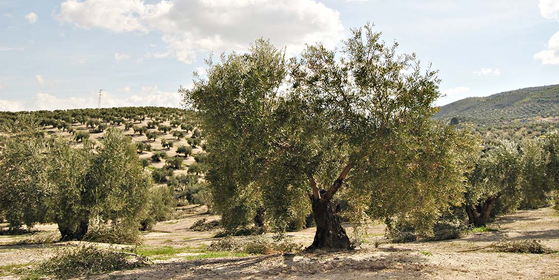 types of olives - olives from spain